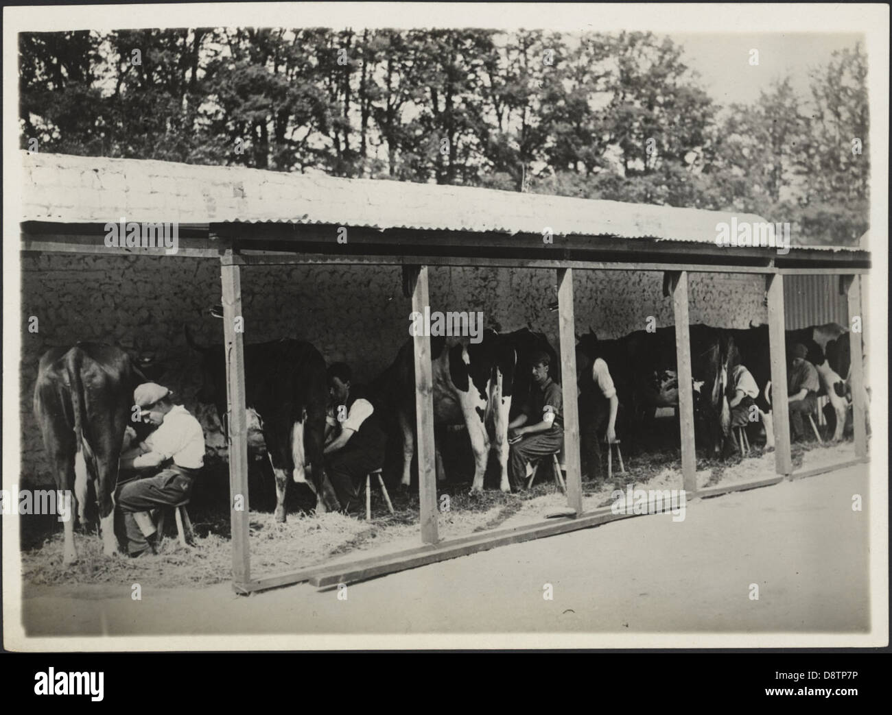 Dieses Schwarzweiß-Foto zeigt die Melkhäuschen auf der Scheyville Training Farm in New South Wales. Das Bild dokumentiert landwirtschaftliche Praktiken des frühen 20. Jahrhunderts an dieser bedeutenden Ausbildungsstätte für australische Bauern. Stockfoto