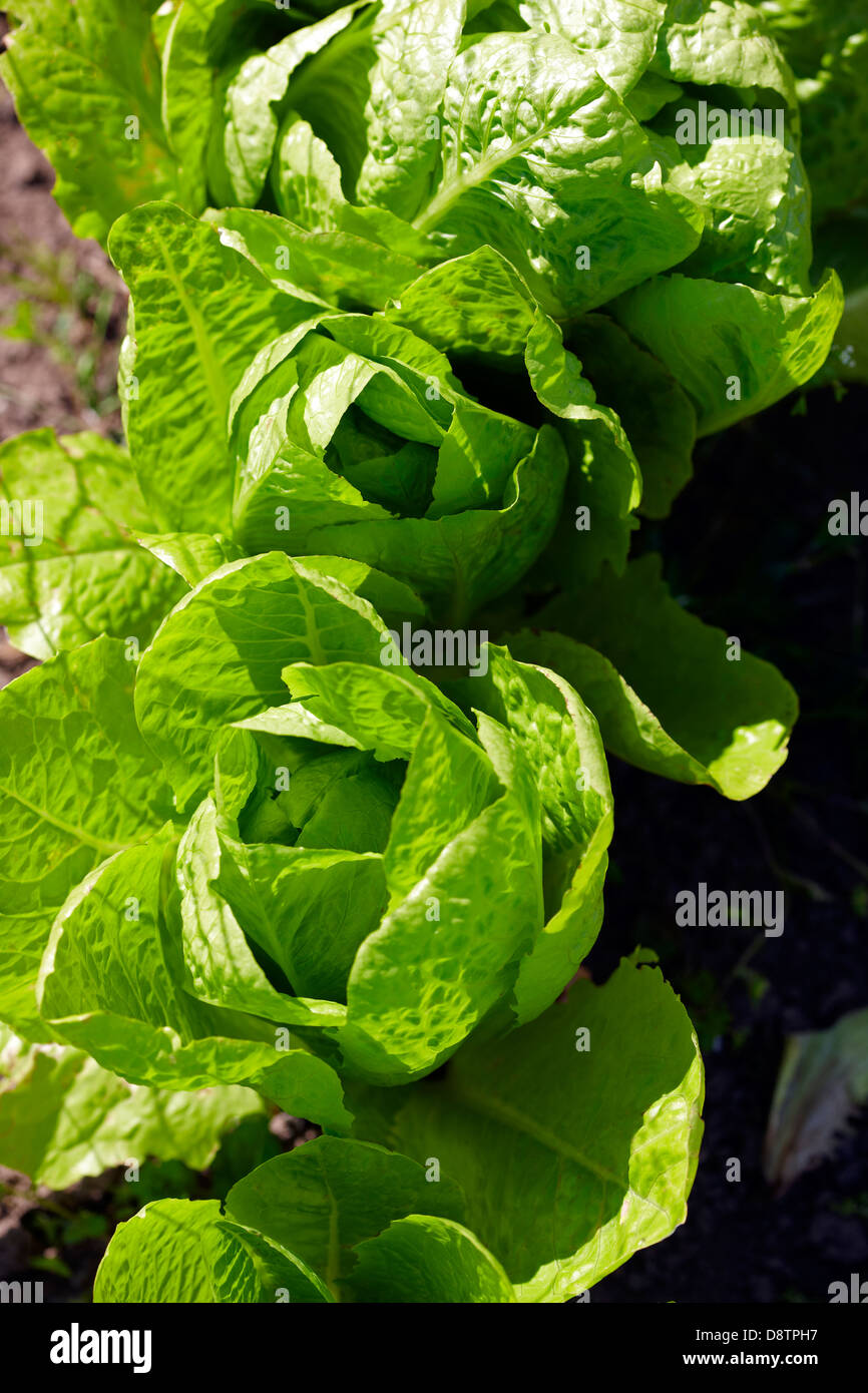 Parris Island Cos - Salat Stockfoto