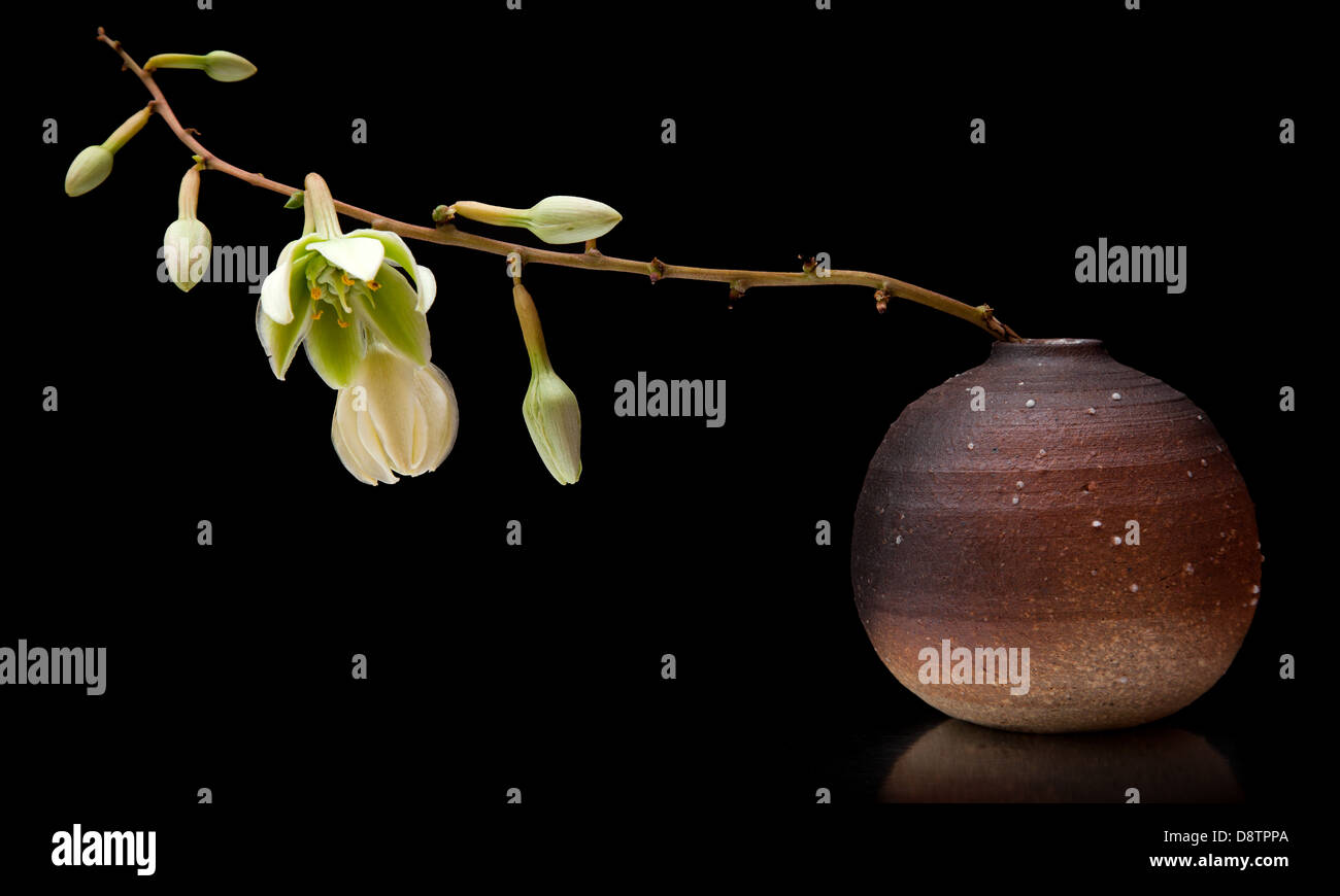 Yucca Iin Smll Keramik Blumenvase Stockfoto