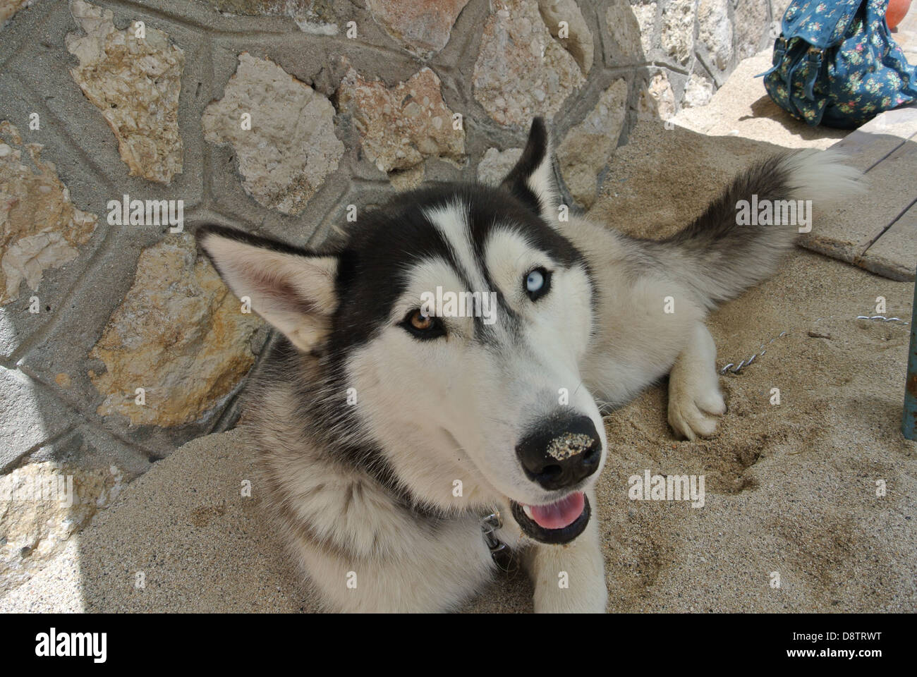 Roten Husky Hund Mit Blauen Augen Stockfotografie Alamy
