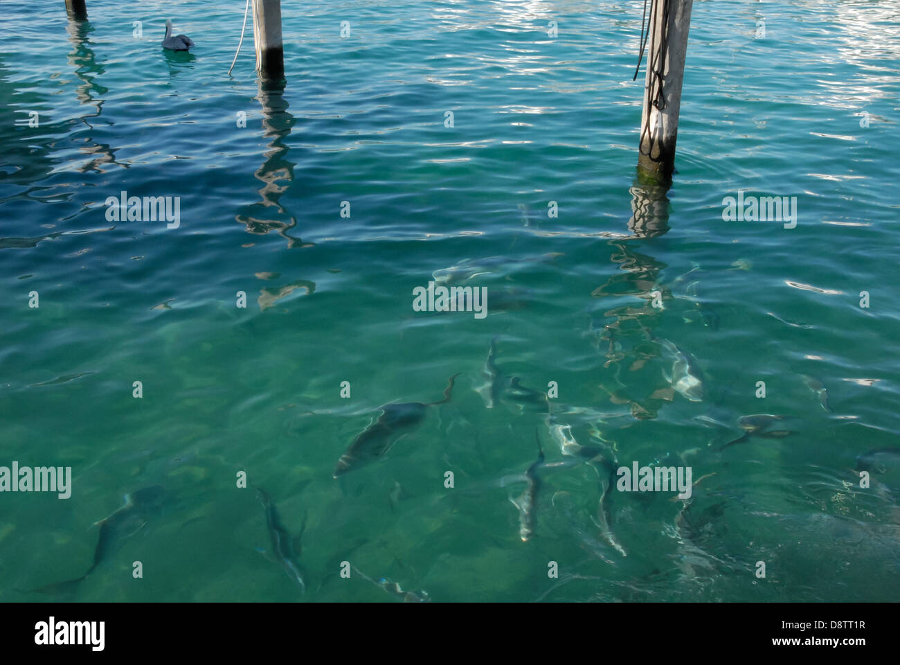 Fischfütterung im klaren, blau-grünen Wasser in der Sailfish Marina in Palm Beach Shores, Florida, in der Nähe der Palm Beach Inlet. (USA) Stockfoto