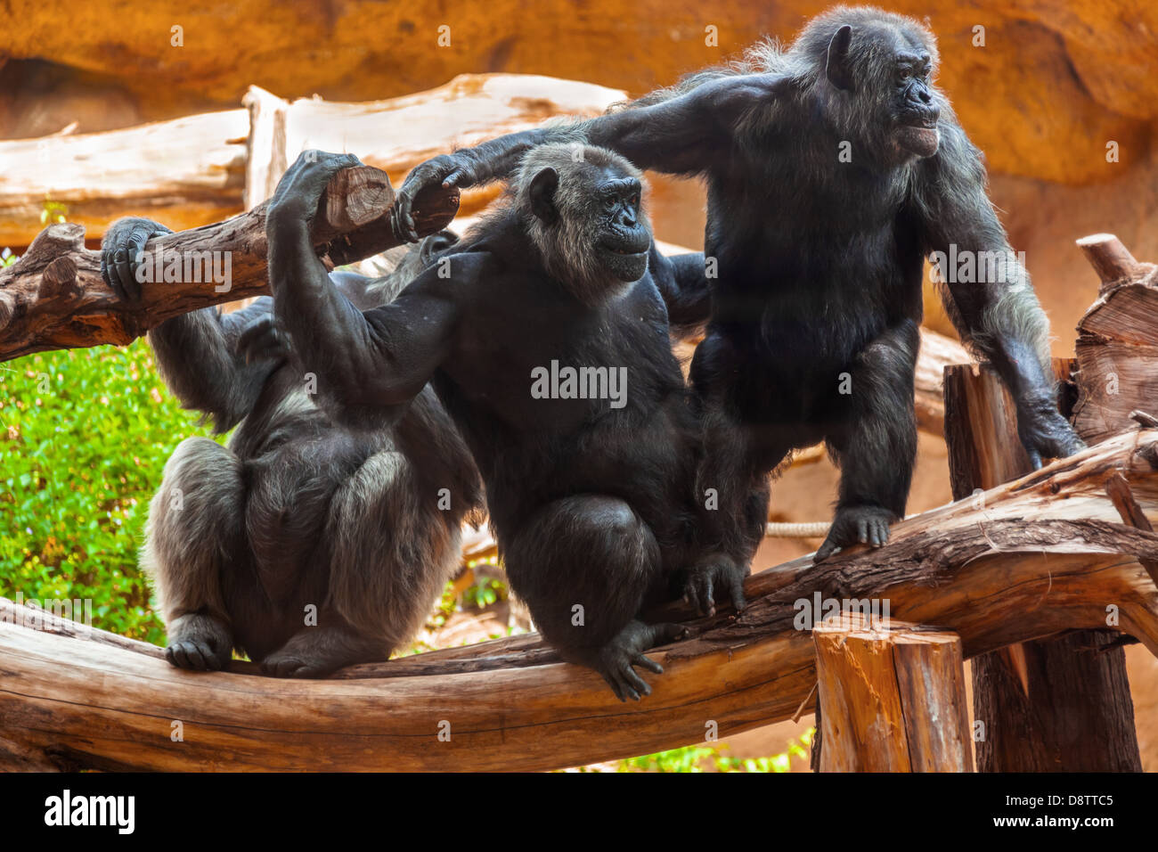Affen im Park auf Teneriffa Kanarische Stockfoto