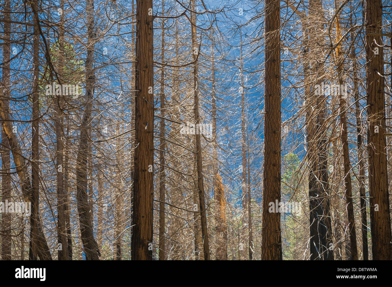 Bäume in einem Wald Stockfoto