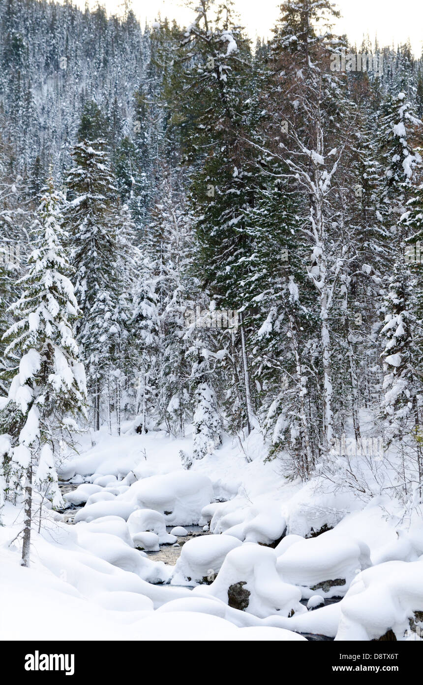 Winter-Taiga Waldbach Stockfoto