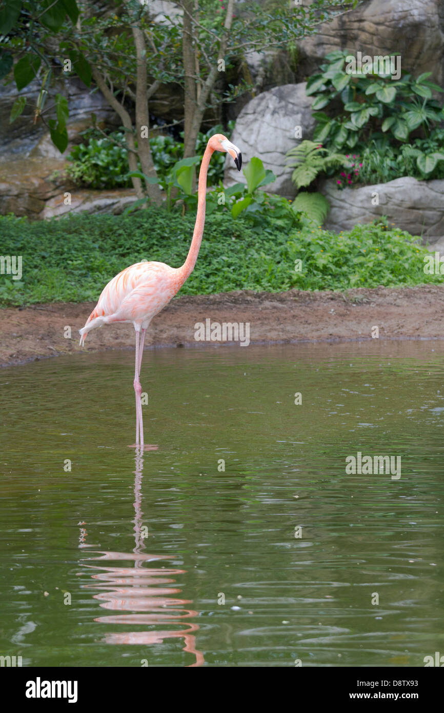 Flamingo, Zoologico de Cali, Cali Zoo, Cali, Kolumbien Stockfoto