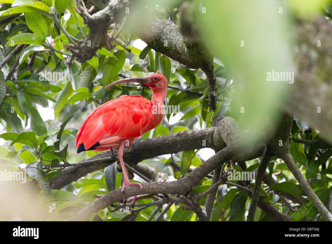 Scarlet Ibis, Eudocimus Ruber, Cali Zoo, Cali, Kolumbien Stockfoto