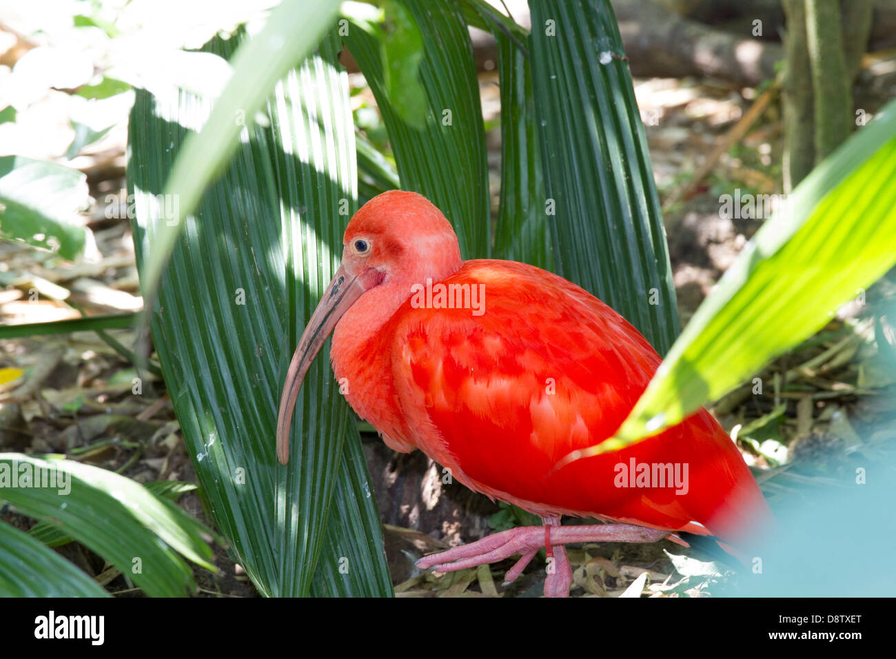 Scarlet Ibis, Eudocimus Ruber, Cali Zoo, Cali, Kolumbien Stockfoto