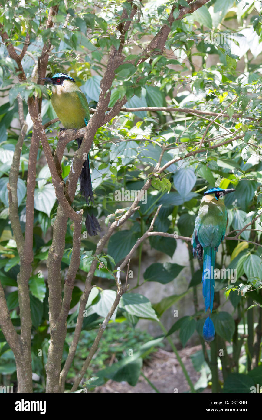 Motmot, blau gekrönten Momotus Momota, Cali Zoo, Cali, Kolumbien Stockfoto