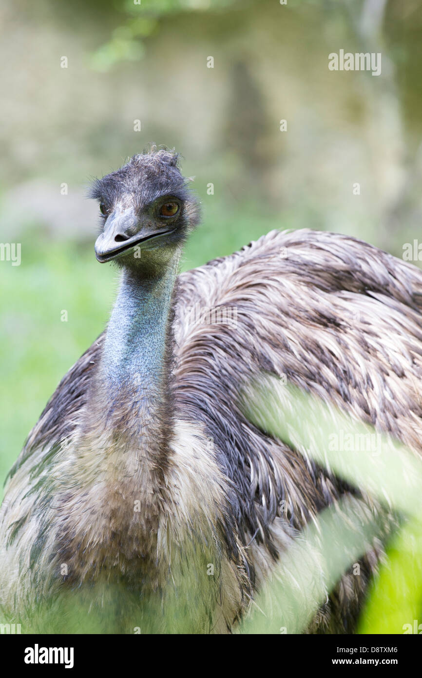 Emu, Dromaius Novaehollandiae Zoologico de Cali, Cali Zoo, Cali, Kolumbien Stockfoto