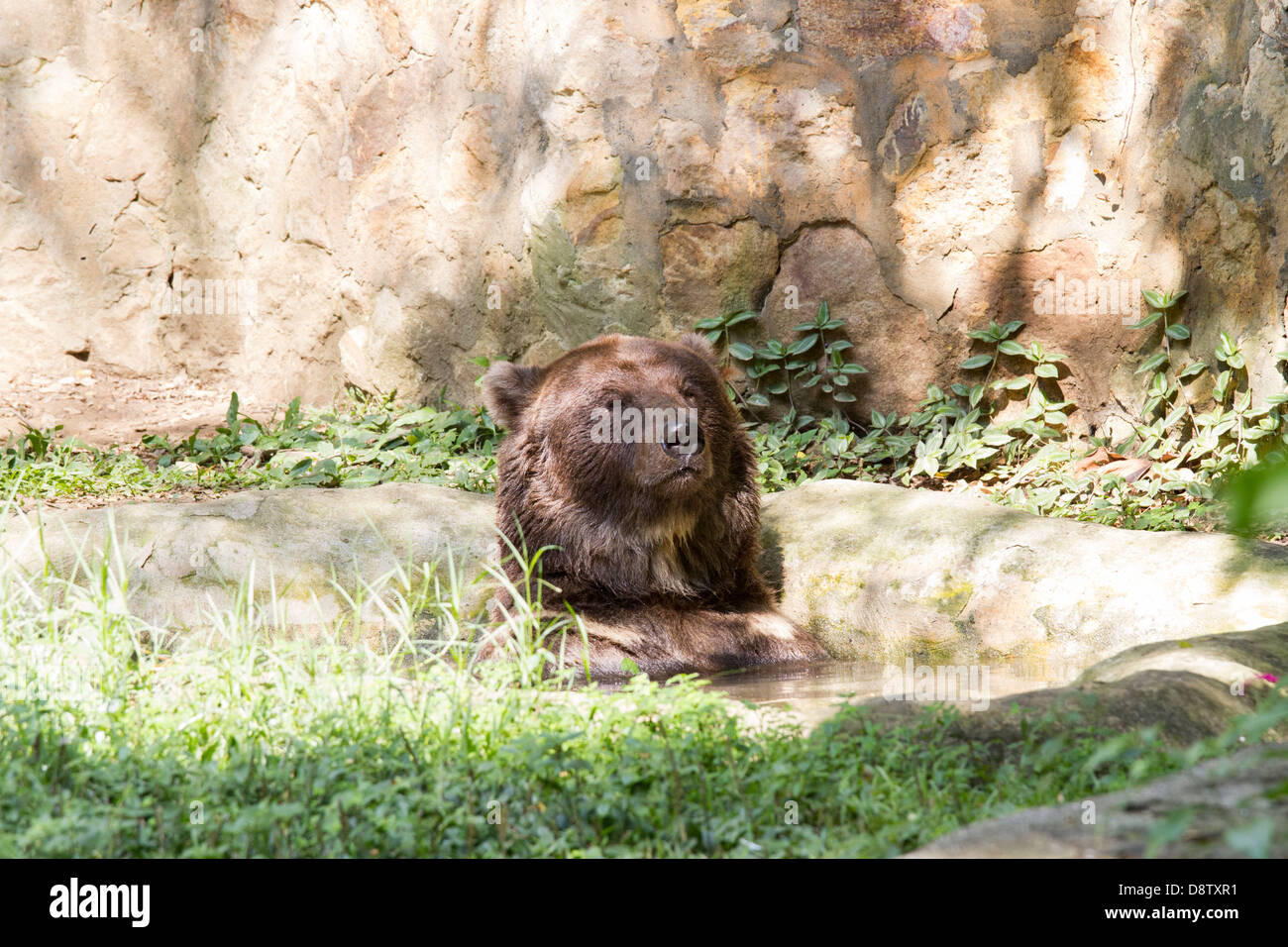Brauner Bär, Ursus Arctos, Zoologico de Cali, Cali Zoo, Cali, Kolumbien Stockfoto