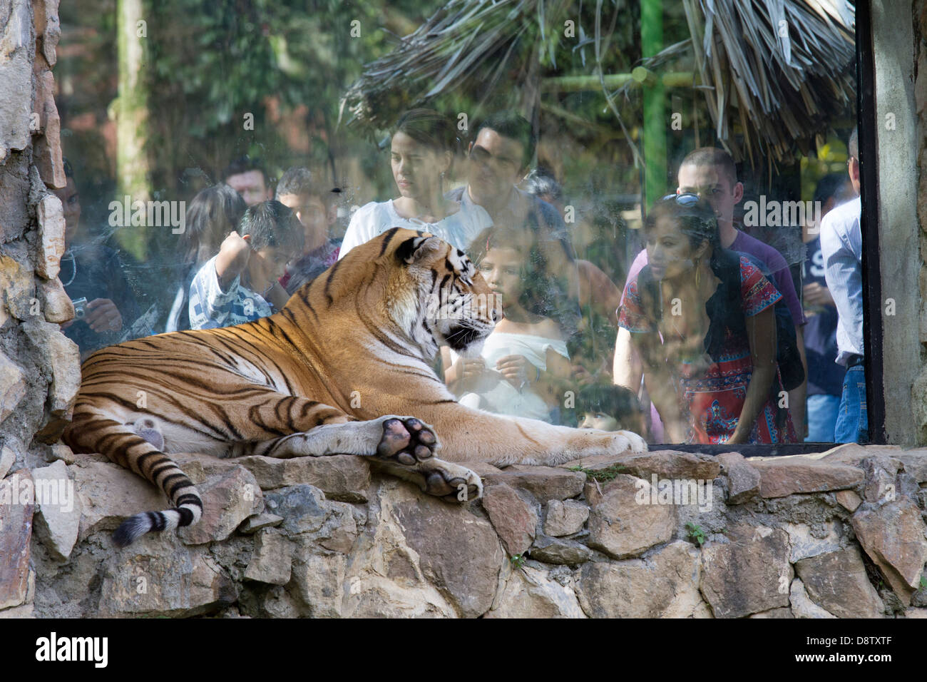 Bengal Tiger, Panthera Tigris Zoologico de Cali, Cali Zoo, Cali, Kolumbien Stockfoto