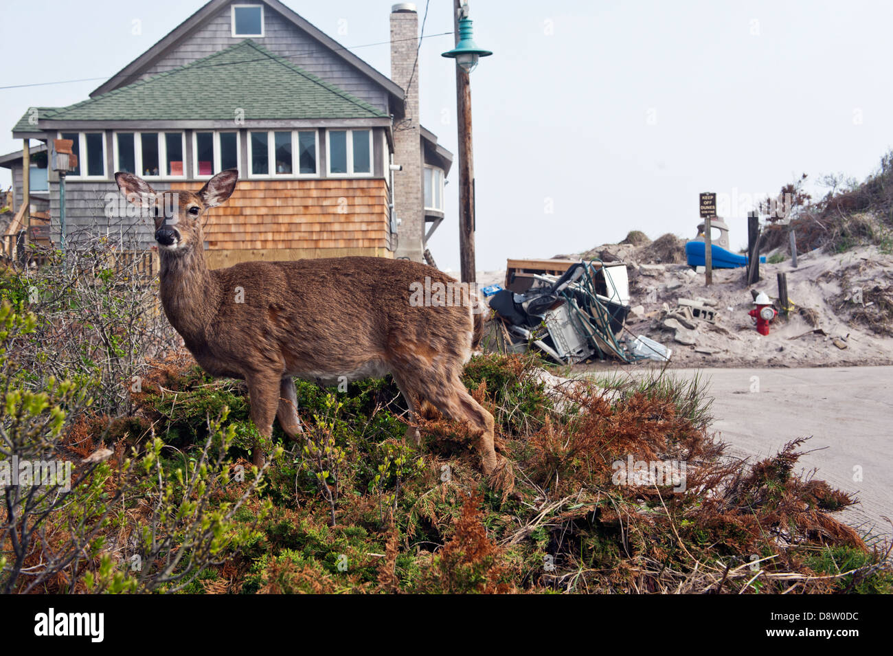 Hirsche plündern durch die Vorgärten der Häuser nach Super Sturm Sandy auf Fire Island, New York Stockfoto