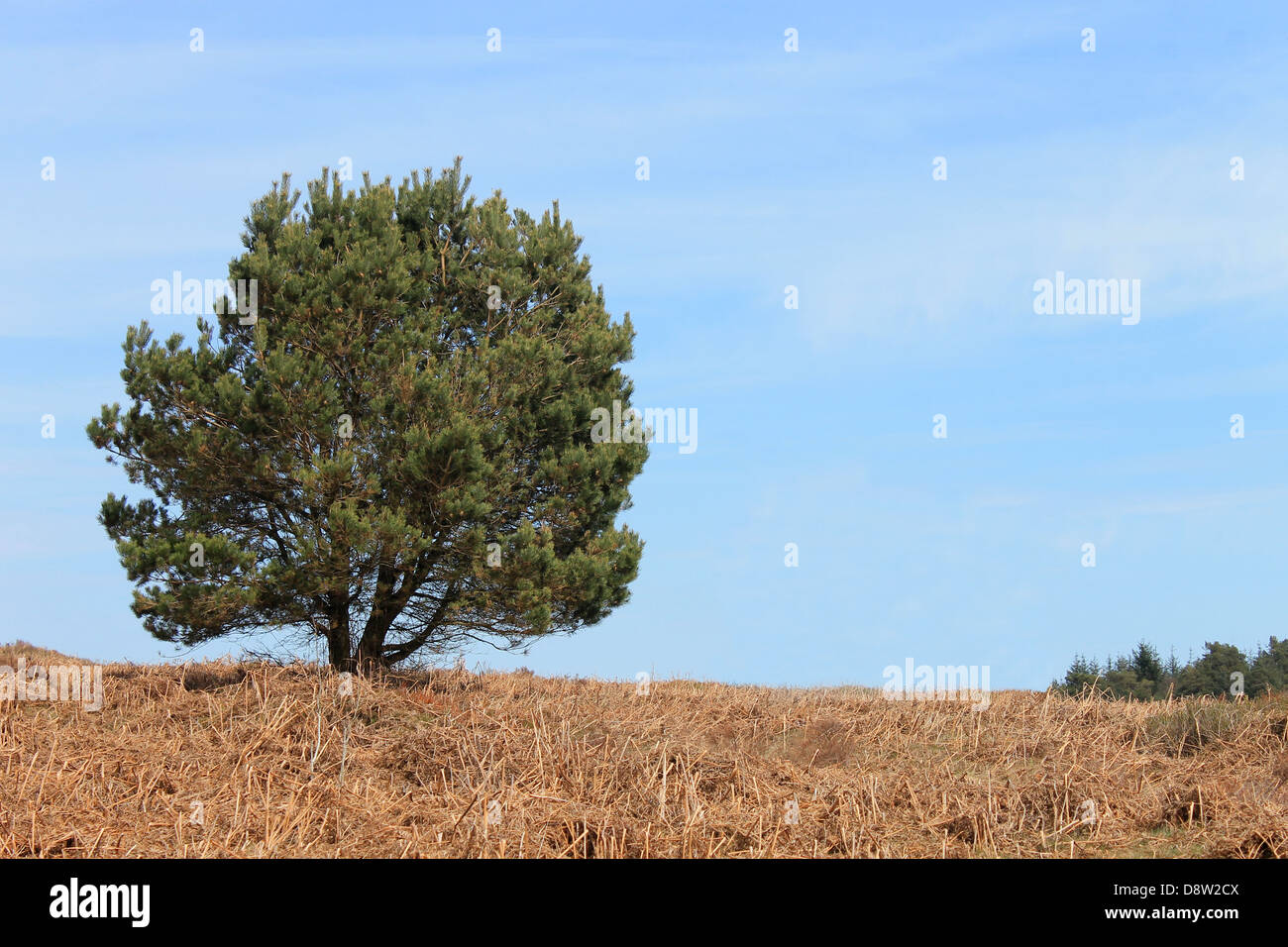 Einsamer grüner grüner Baum in Landschaft mit Moor im Vordergrund. Stockfoto