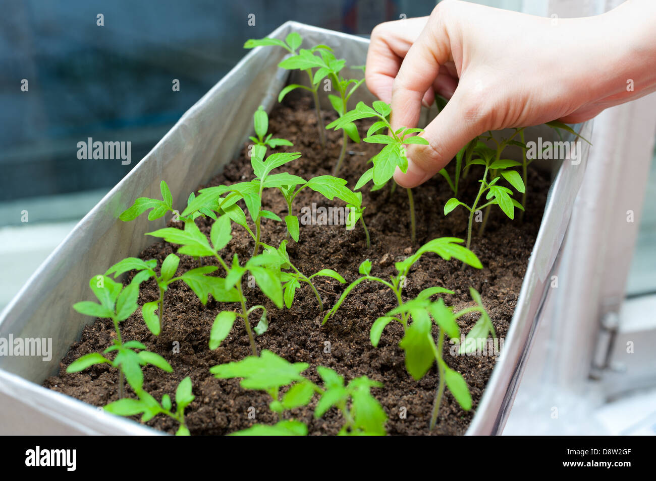 Sämlinge in weiblichen Händen Stockfoto