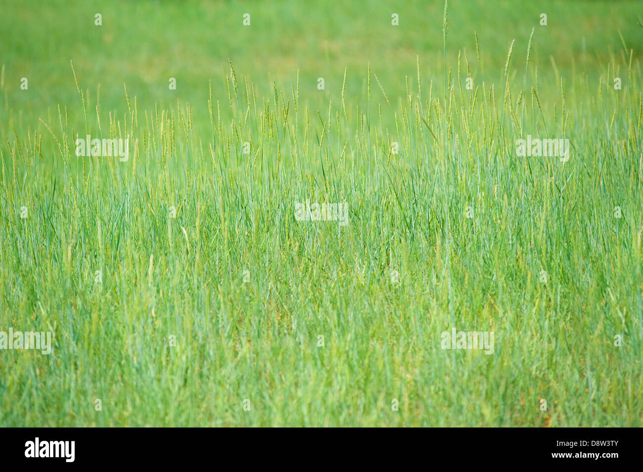 grüne Sommer Rasen Stockfoto