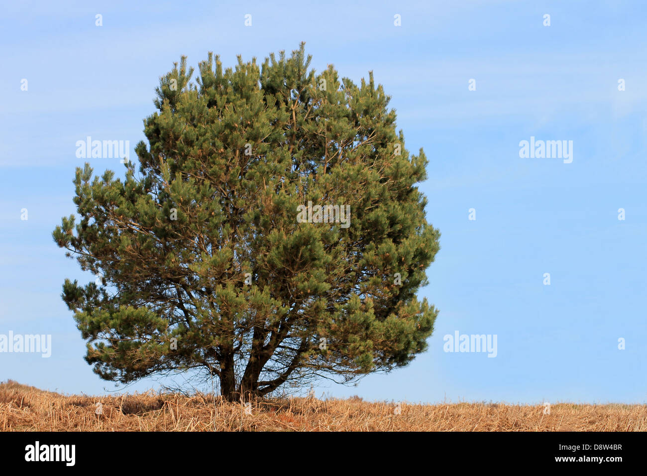 Einsamer Baum in der Landschaft mit blauem Himmelshintergrund. Stockfoto