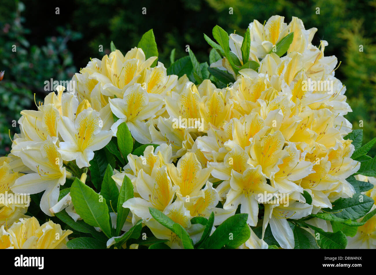 Gelbe Rhododendron "Comte de Quincy" Blüte Stockfoto