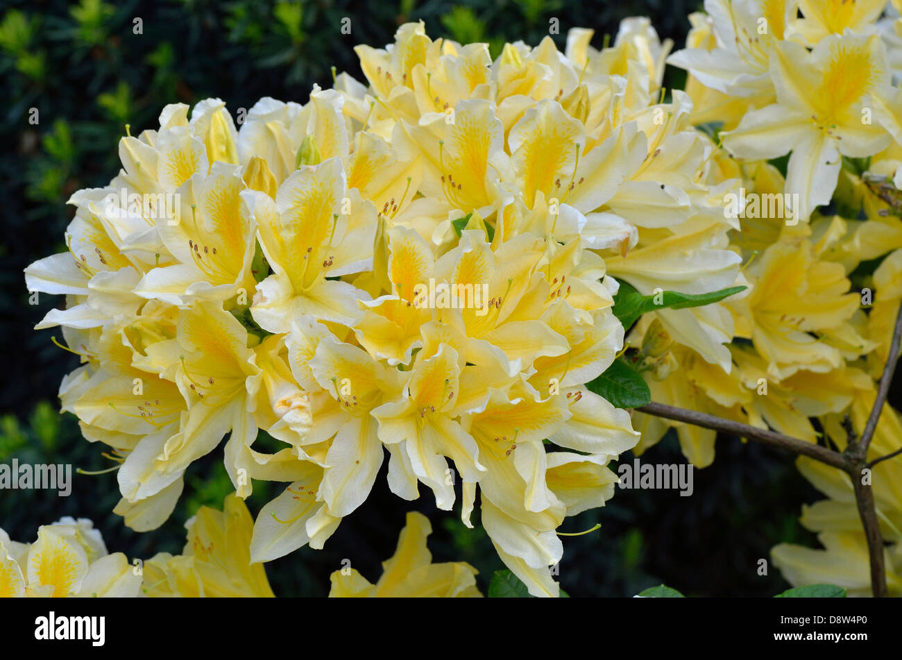 Gelbe Rhododendron "Comte de Quincy" Blüte Stockfoto