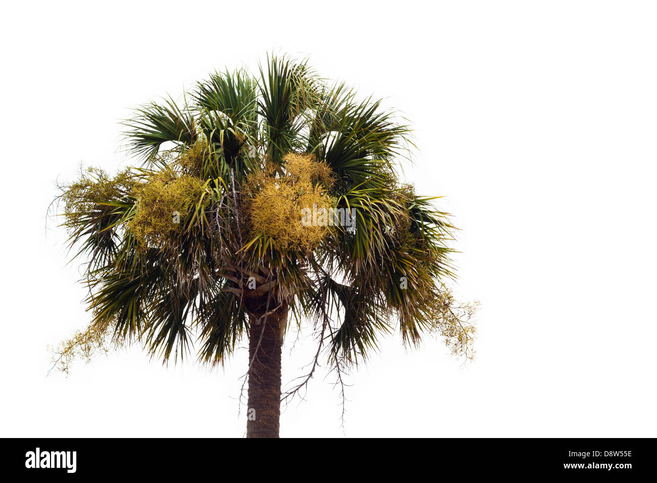 Ein einzelnes zugewachsenen Palmetto Blütenbaum (Sabal Palmetto) vor einem weißen Hintergrund. Stockfoto