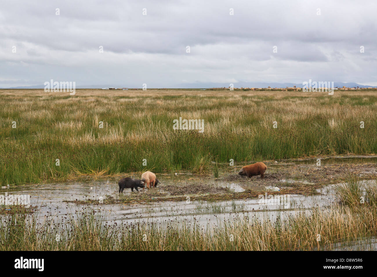 Inseln der Uros, Titicacasee, Peru Stockfoto