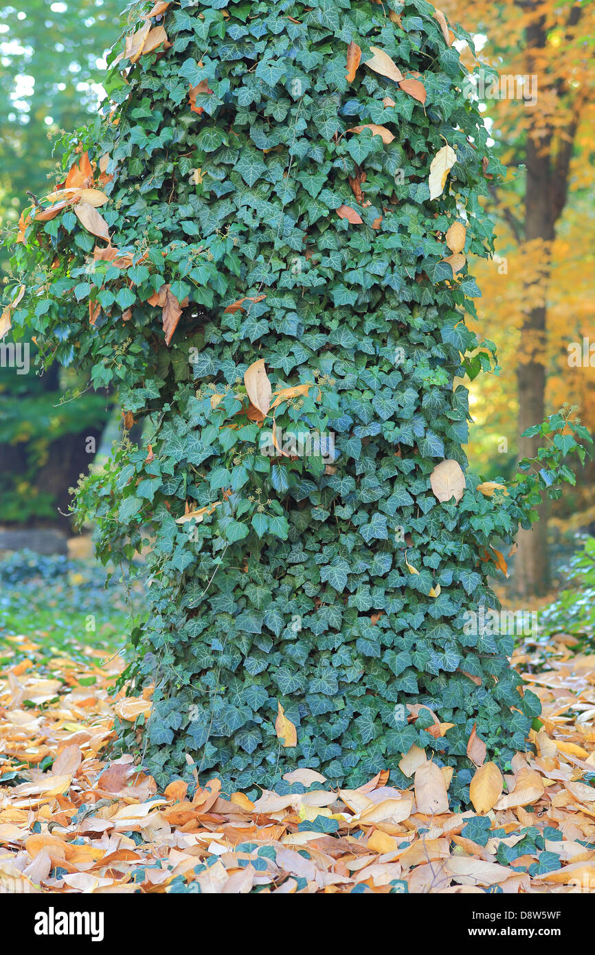 Alten Baumstamm mit Efeu bedeckt Stockfoto