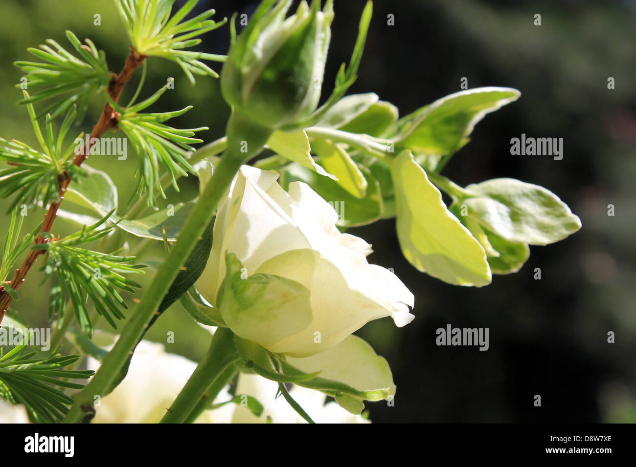 Nahaufnahme der weiße Braut Hochzeit Blumenstrauß. Stockfoto