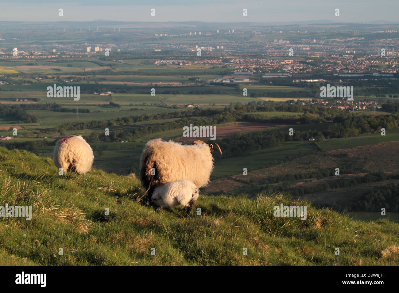 Schafe in den Hügeln von Campsie Fells Stockfoto