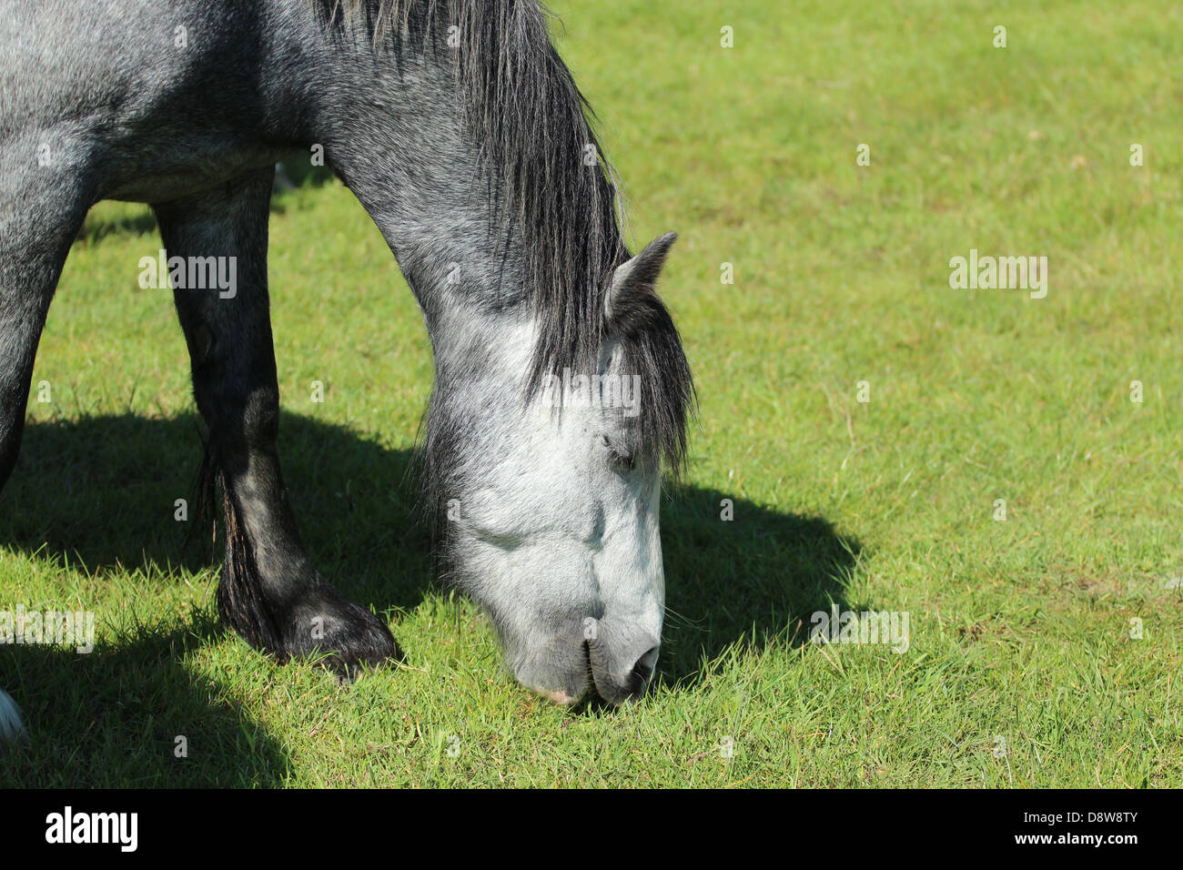 Den Kopf Schuss von einem grau/weißen Pferd grasen. Stockfoto