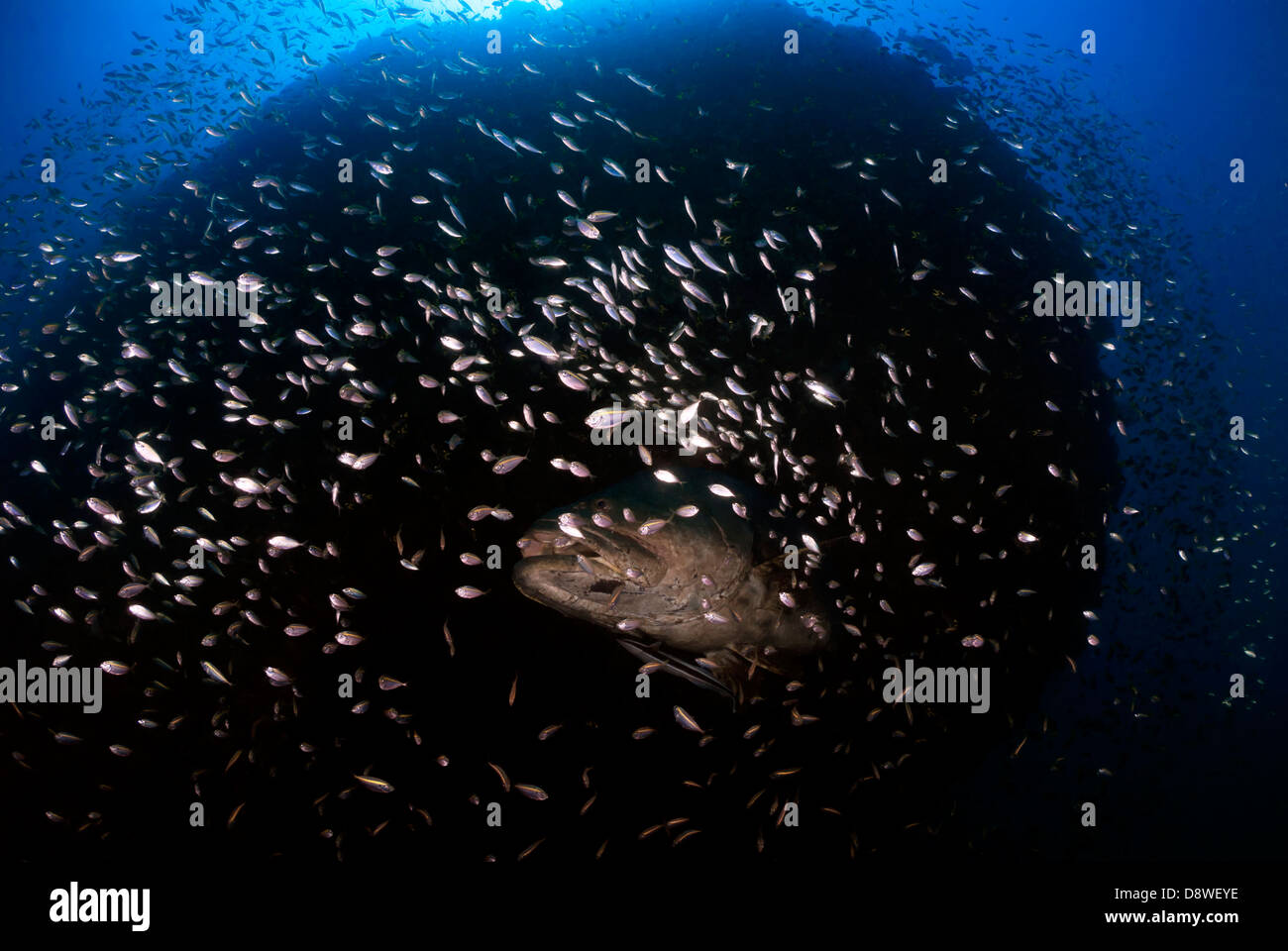 Riesen-Zackenbarsch Epinephelus Lanceolatus mit Riff-Fischen am SS Yongala Wrack, Great Barrier Reef und Coral Sea, Queensland, Australien Stockfoto