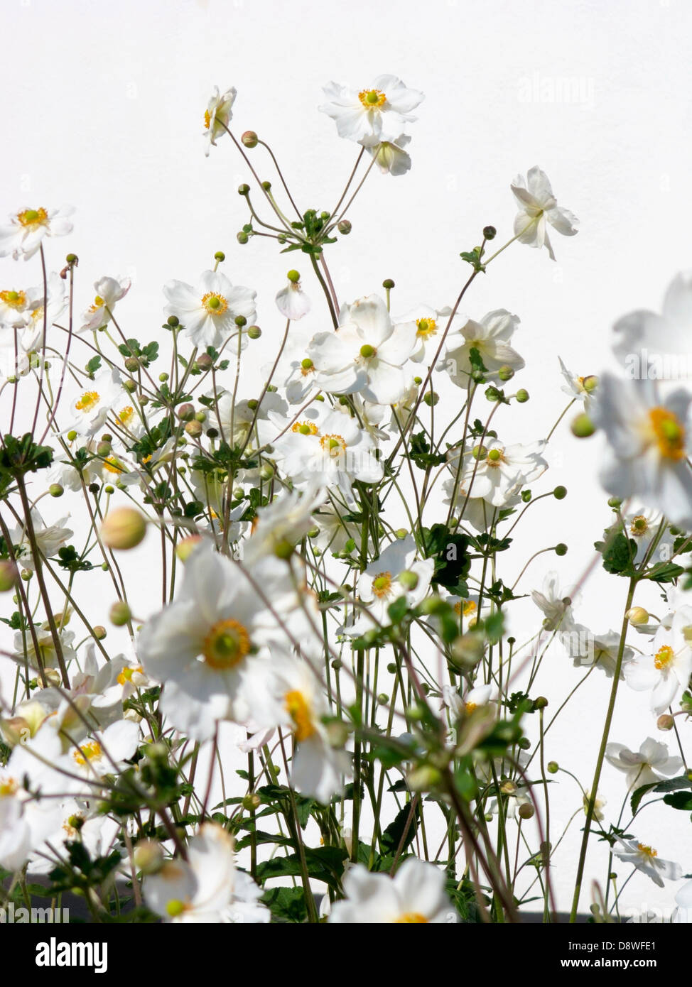 Nahaufnahme von Anemone Blumen Stockfoto