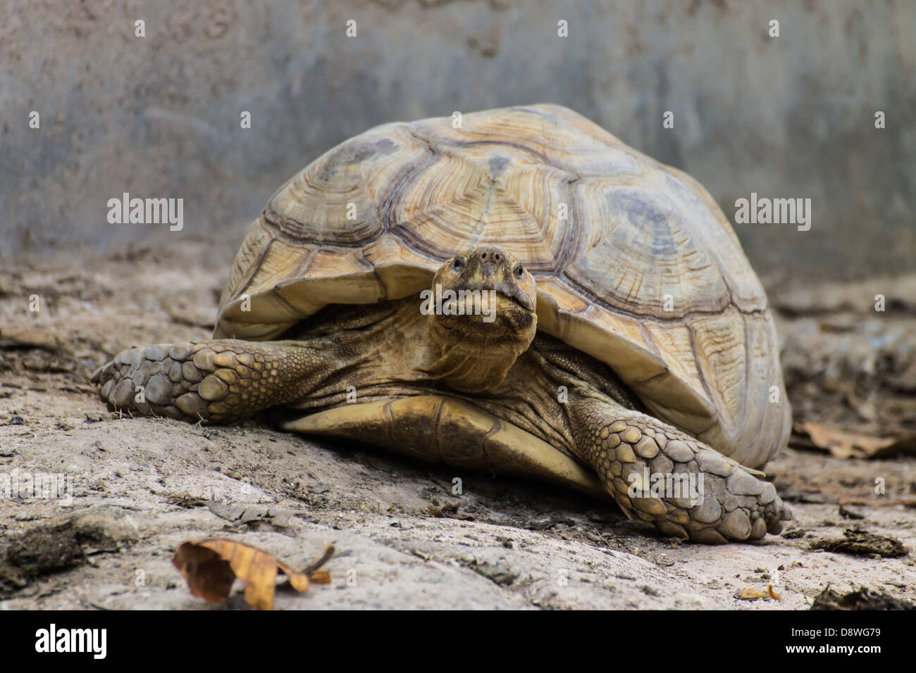 Riesenschildkröte in Chiangmai Zoo, Thailand Stockfoto