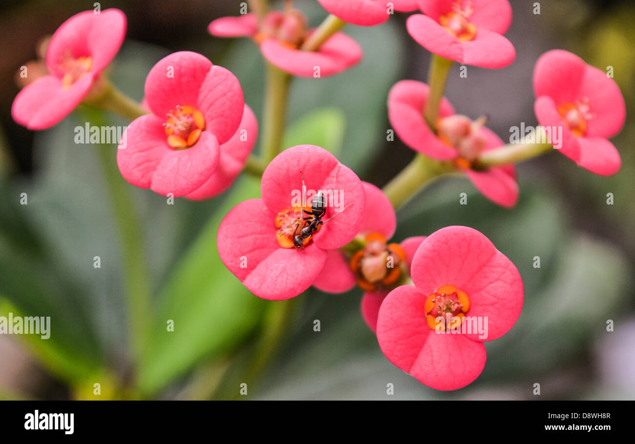 Finden die Ameisen Weg zurück nach Hause nach dem Spiel mit Naturen Farbe Schönheiten. Stockfoto