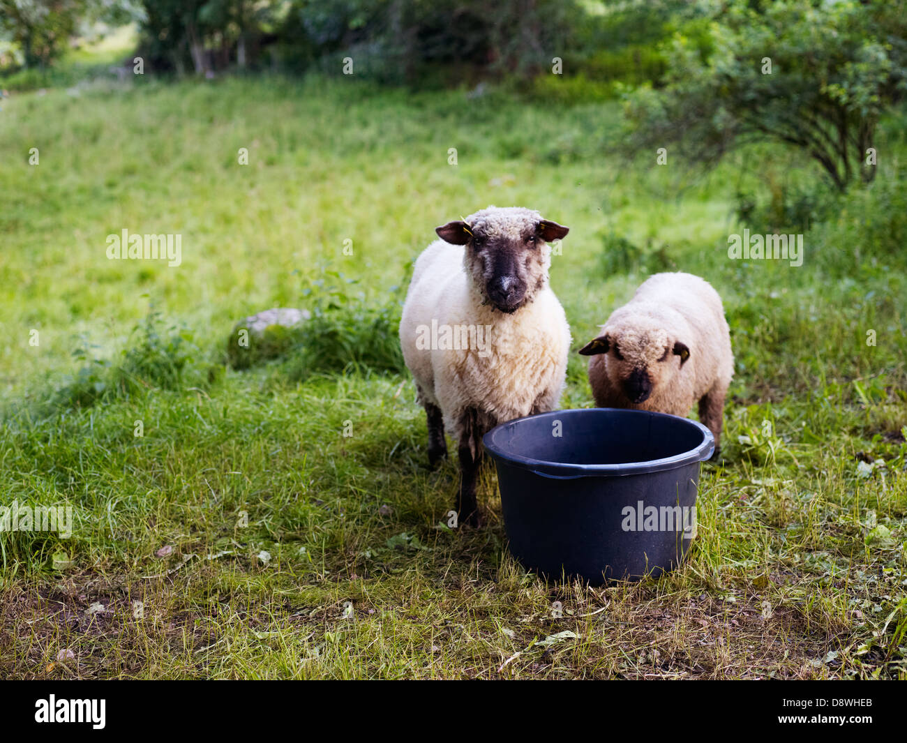 Zwei Oxford Schafe auf Trinkwasser Stockfoto