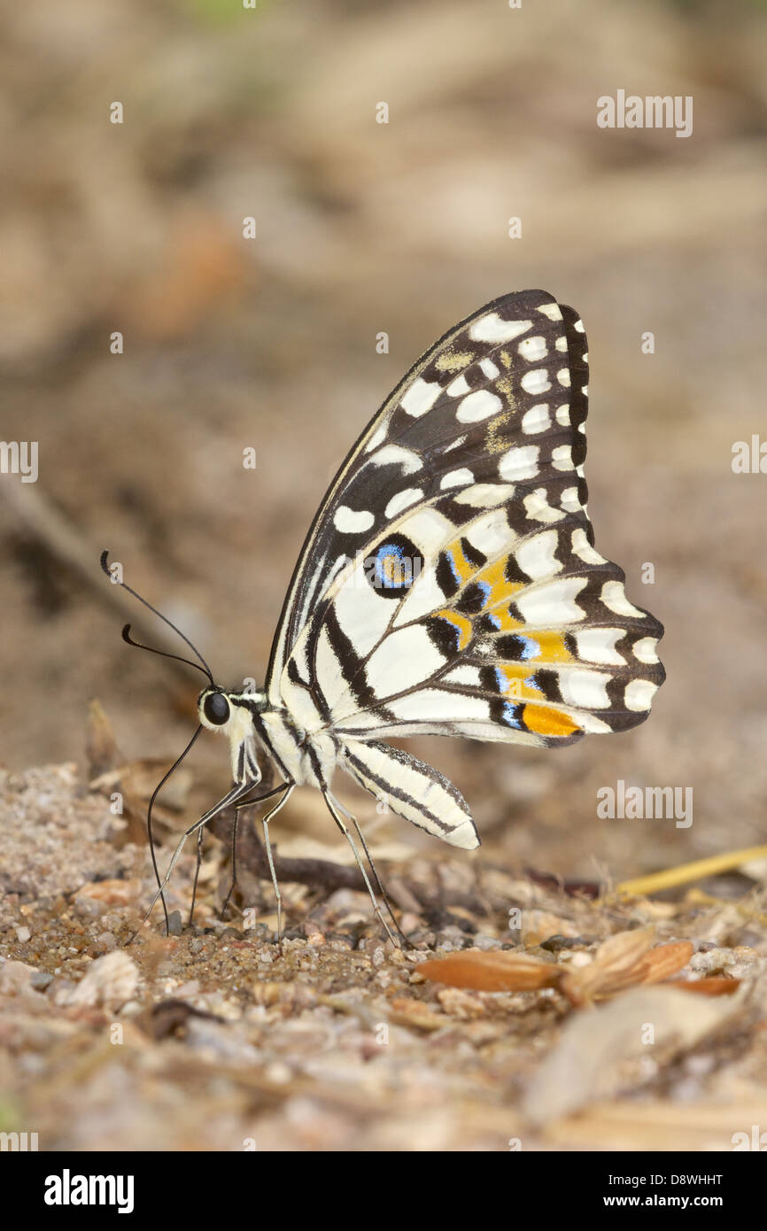 Der Kalk-Schmetterling, Papilio Demoleus demoleus Stockfoto