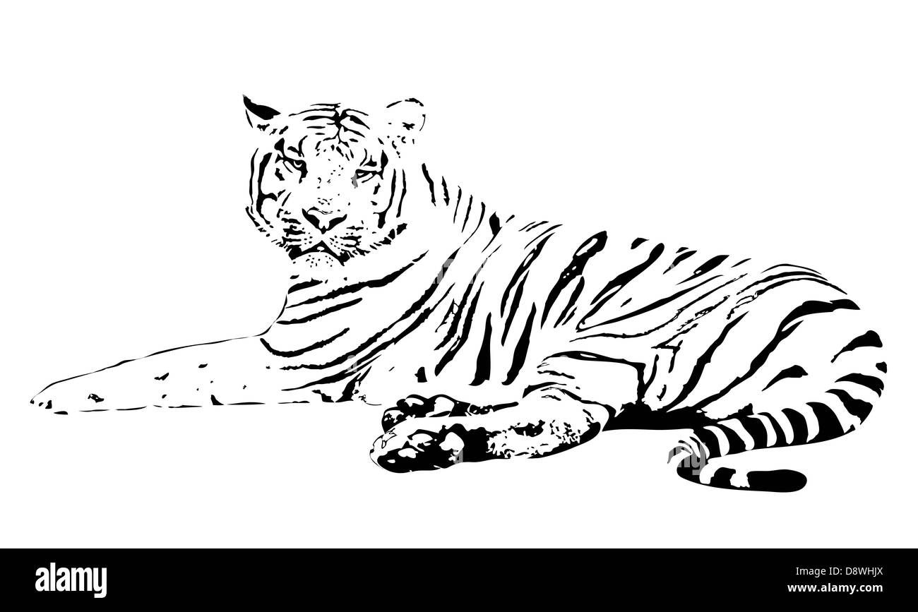Silhouette eines Tigers auf weißem Hintergrund Stockfoto