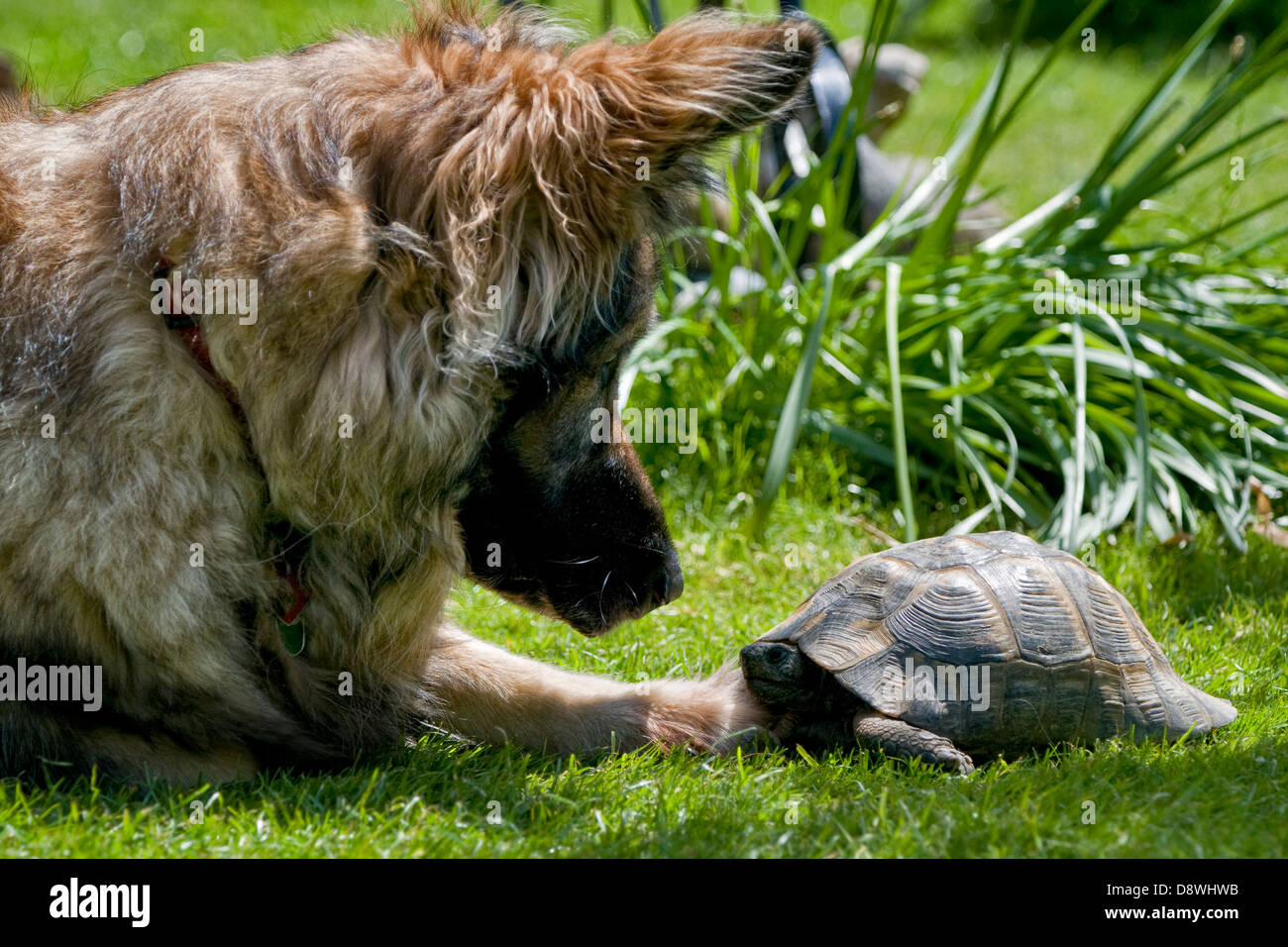 Deutscher Schäferhund und Schildkröte Nase an Nase im Garten Stockfoto