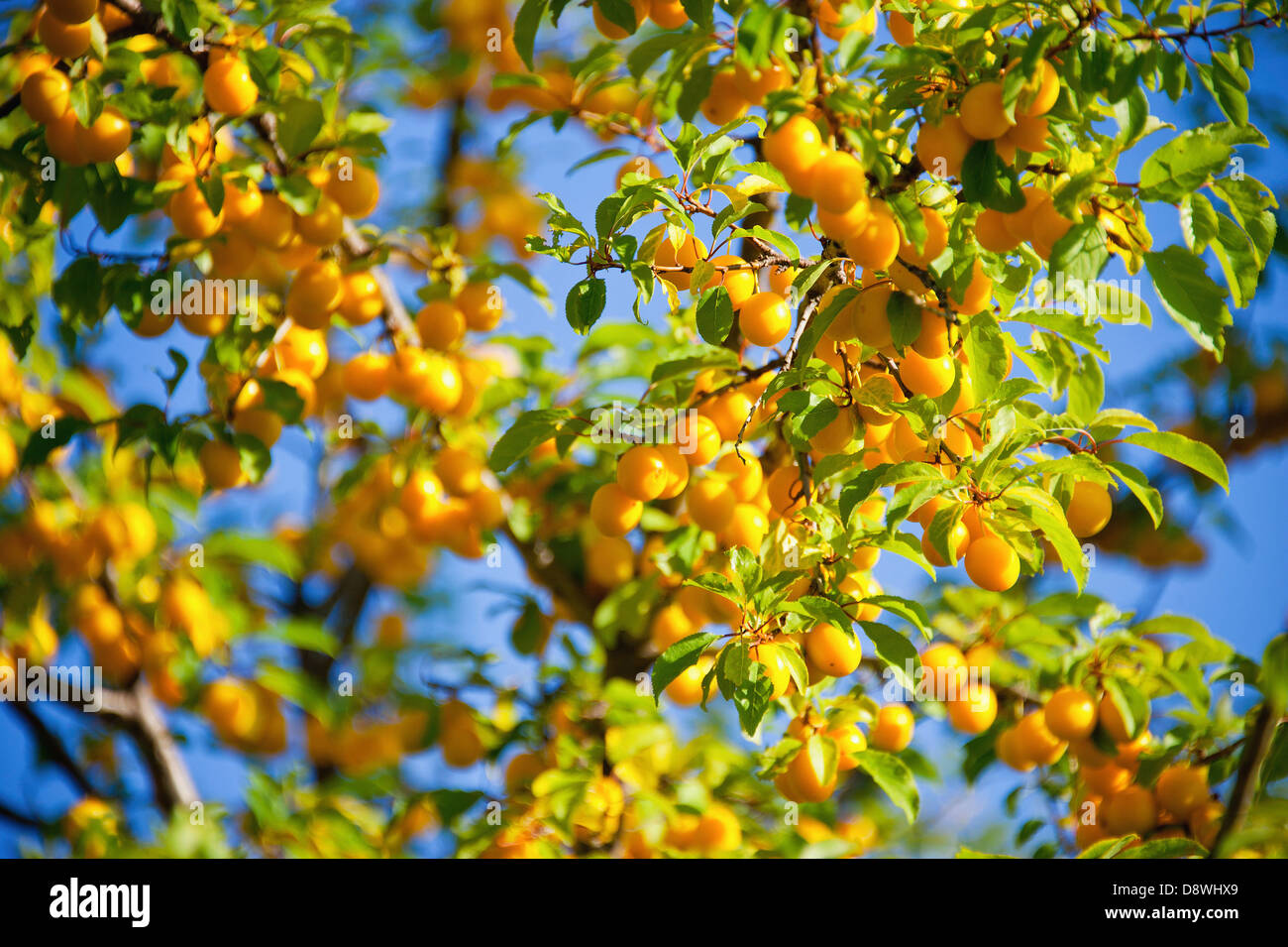 Mirabelle tree Fotos und Bildmaterial in hoher Auflösung Alamy