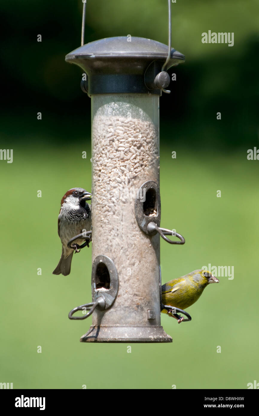 Haussperling und Grünfink Fütterung auf Sonnenblumen Herzen am Futterhäuschen mit Fokus-Hintergrund Stockfoto