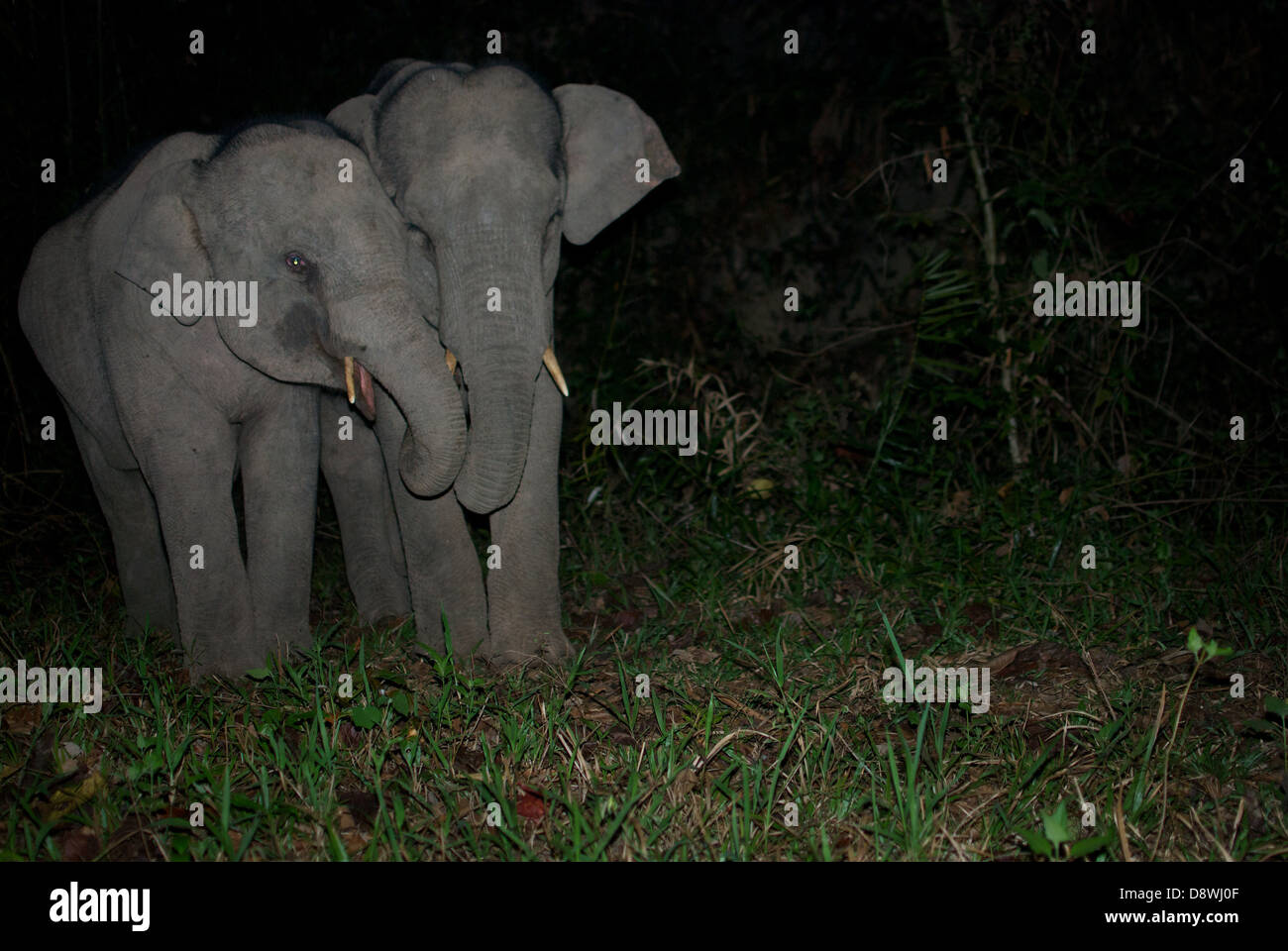 Wilde jungen asiatischen Elefanten, Elephas Maximus. Pang Sida Nationalpark, Thailand. Stockfoto