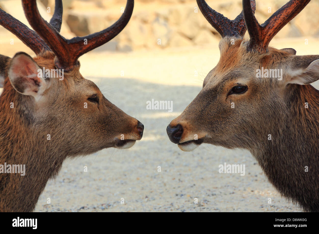 Sika Hirsche in Nara-Park, Nara, Japan Stockfoto