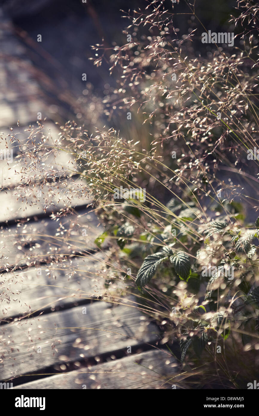 Sonnigen Rasen Stockfoto