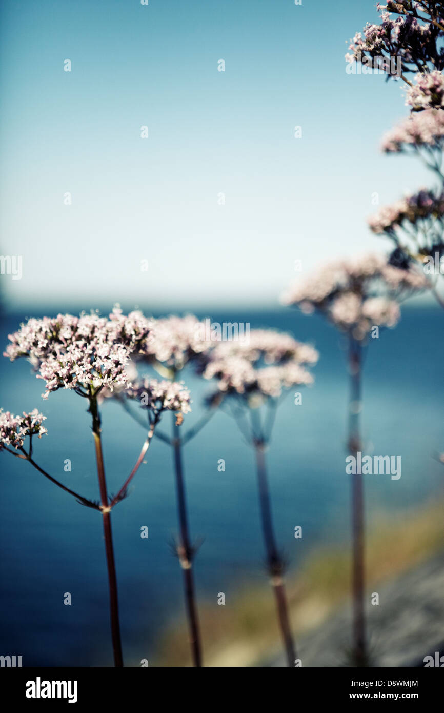Hellrosa Blüten Stockfoto