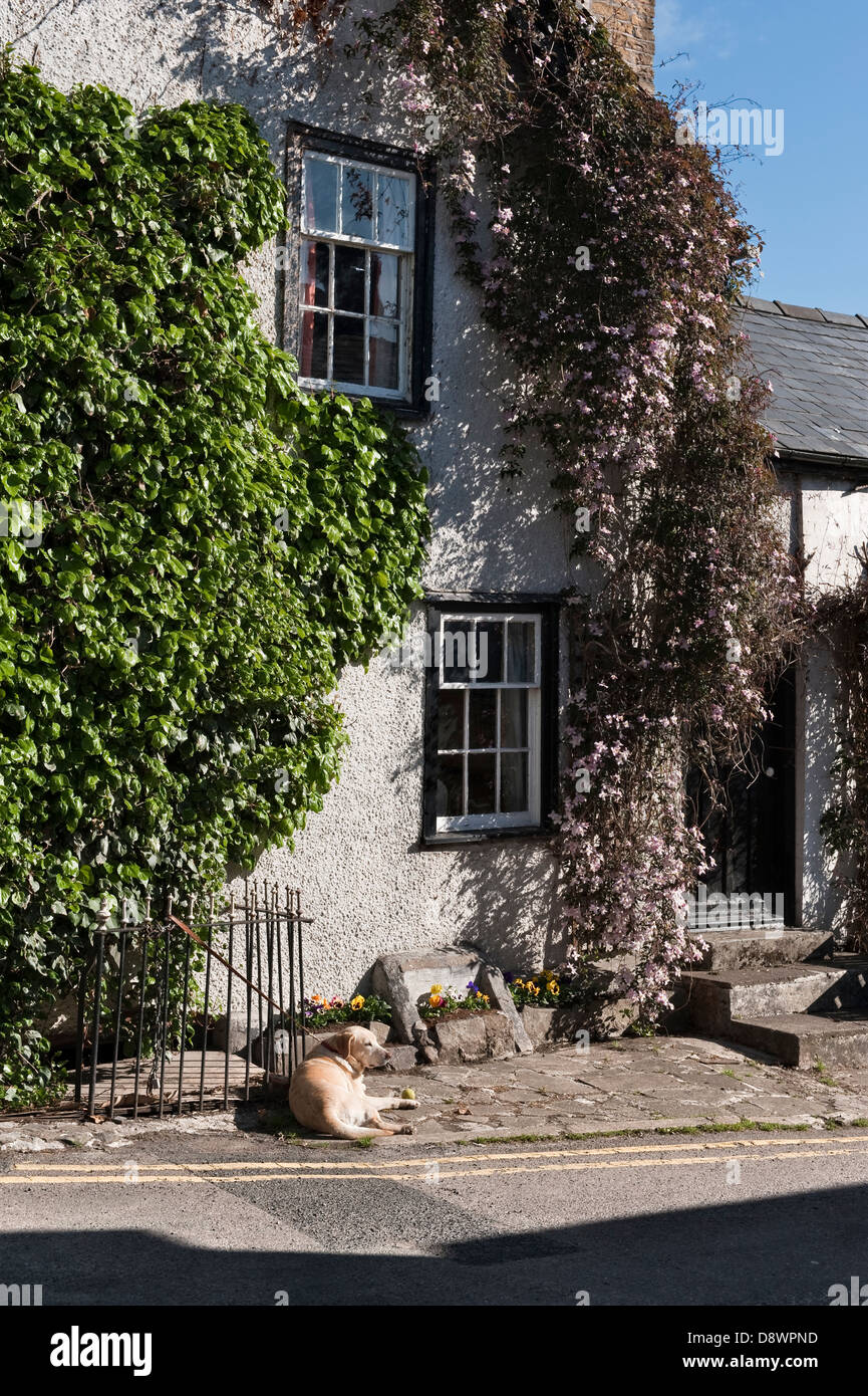 Ein Hund genießt die Sommersonne in einer ruhigen Ecke der kleinen ländlichen Stadt Presteigne, Powys, Großbritannien, an der Grenze zwischen Wales und England Stockfoto