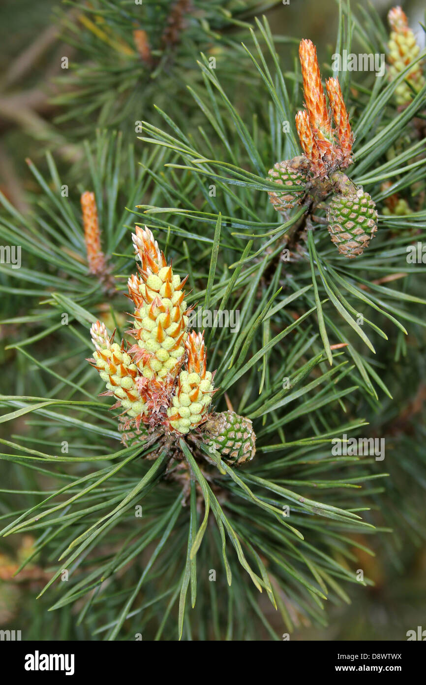 Aleppo-Kiefer Kegel Pinus halepensis Stockfoto