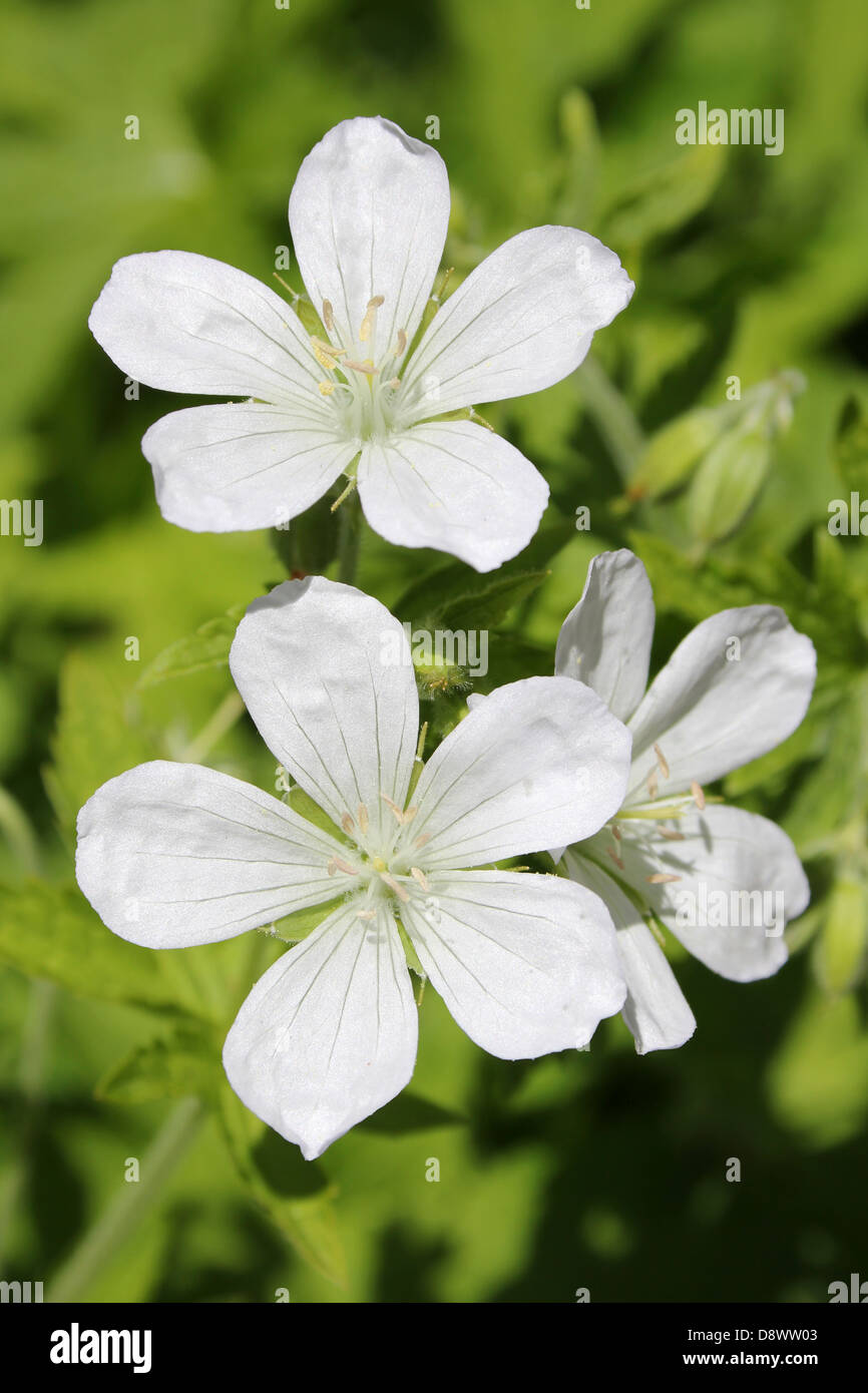 Zarte weiße Garten Blumen Stockfoto