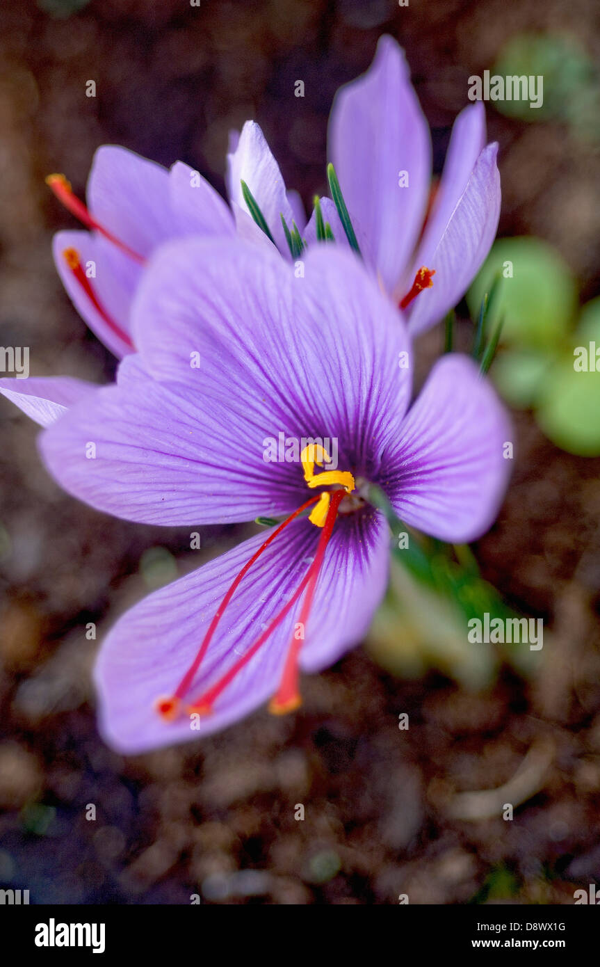 Safran Blumen Stockfoto