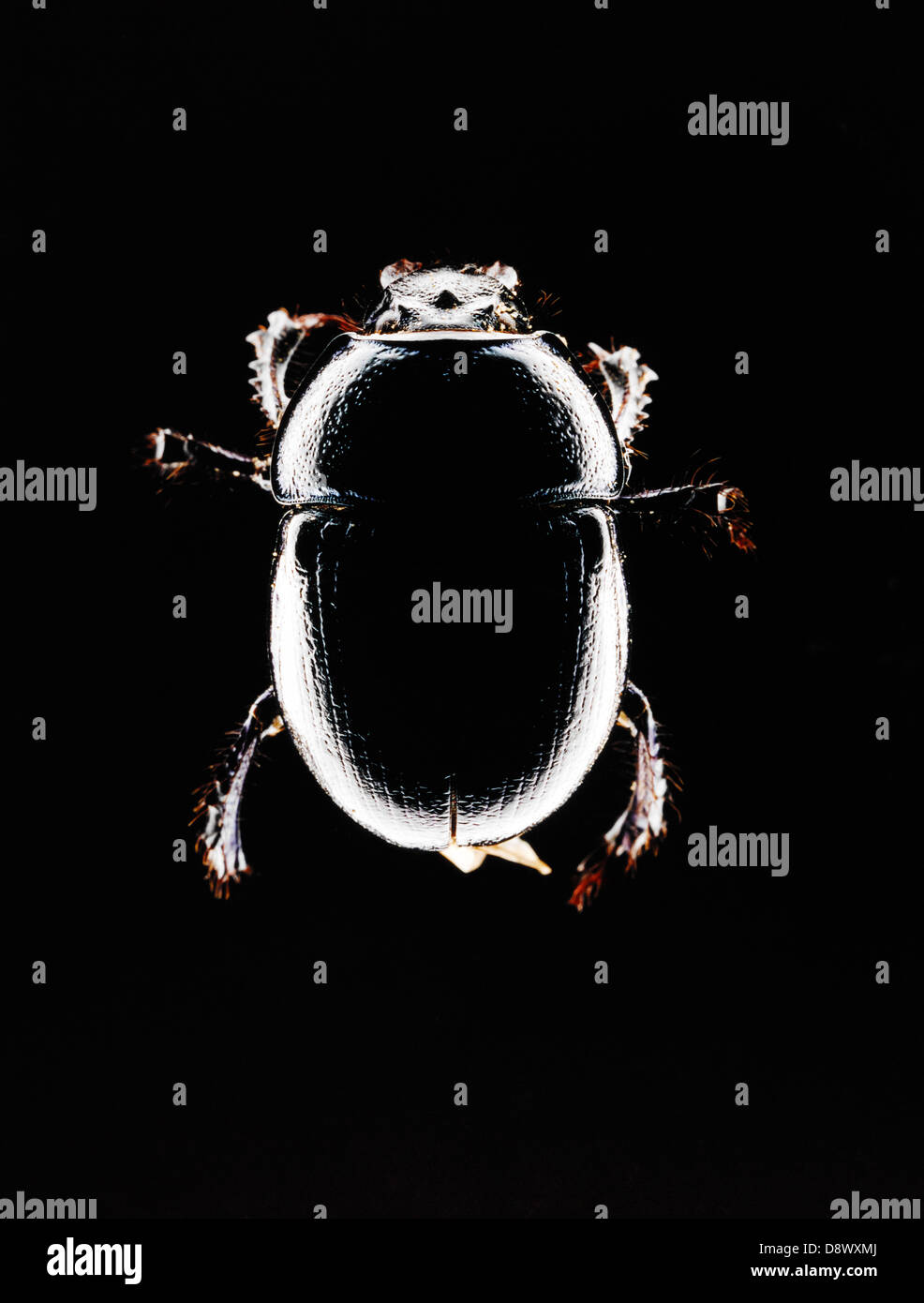 Ein schwarzer Käfer, Silpha Quadrimaculata. Stockfoto