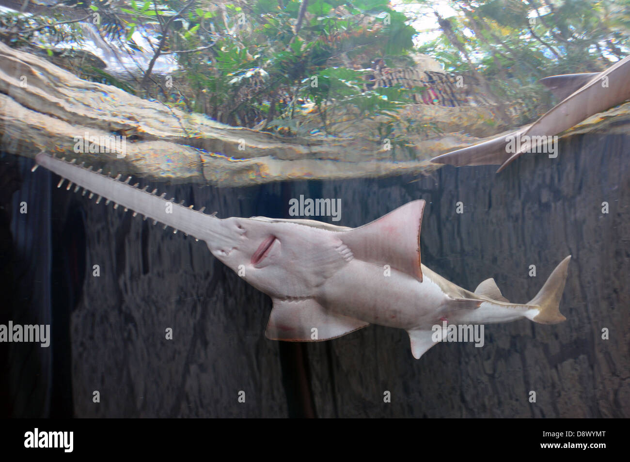 Schwertfisch im Aquarium Stockfoto