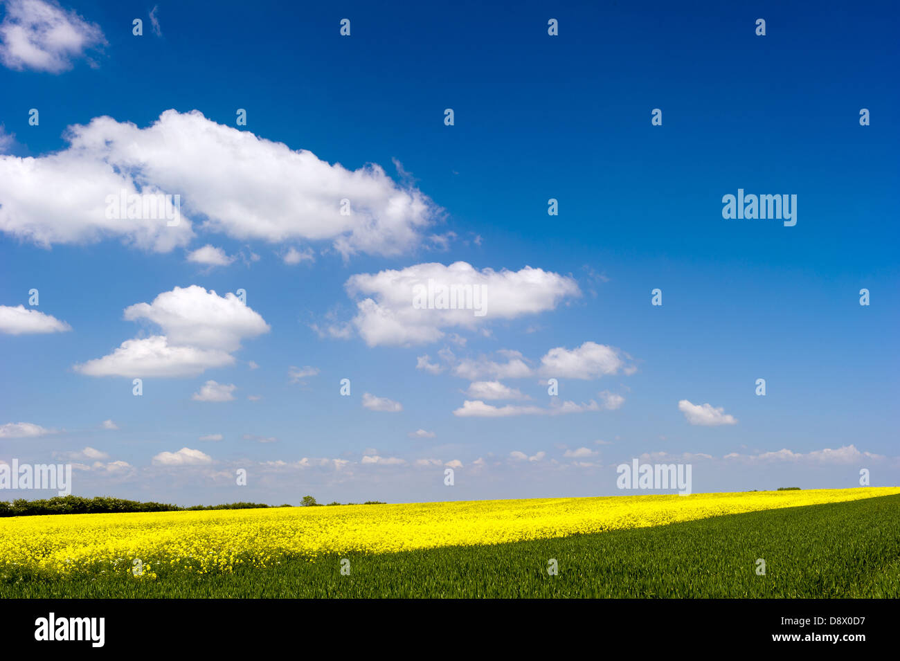 Ein Feld in Yorkshire, Gelbe Raps in voller Blüte vor einem blauen Himmel mit weißen Wolken über berücksichtigt. Stockfoto