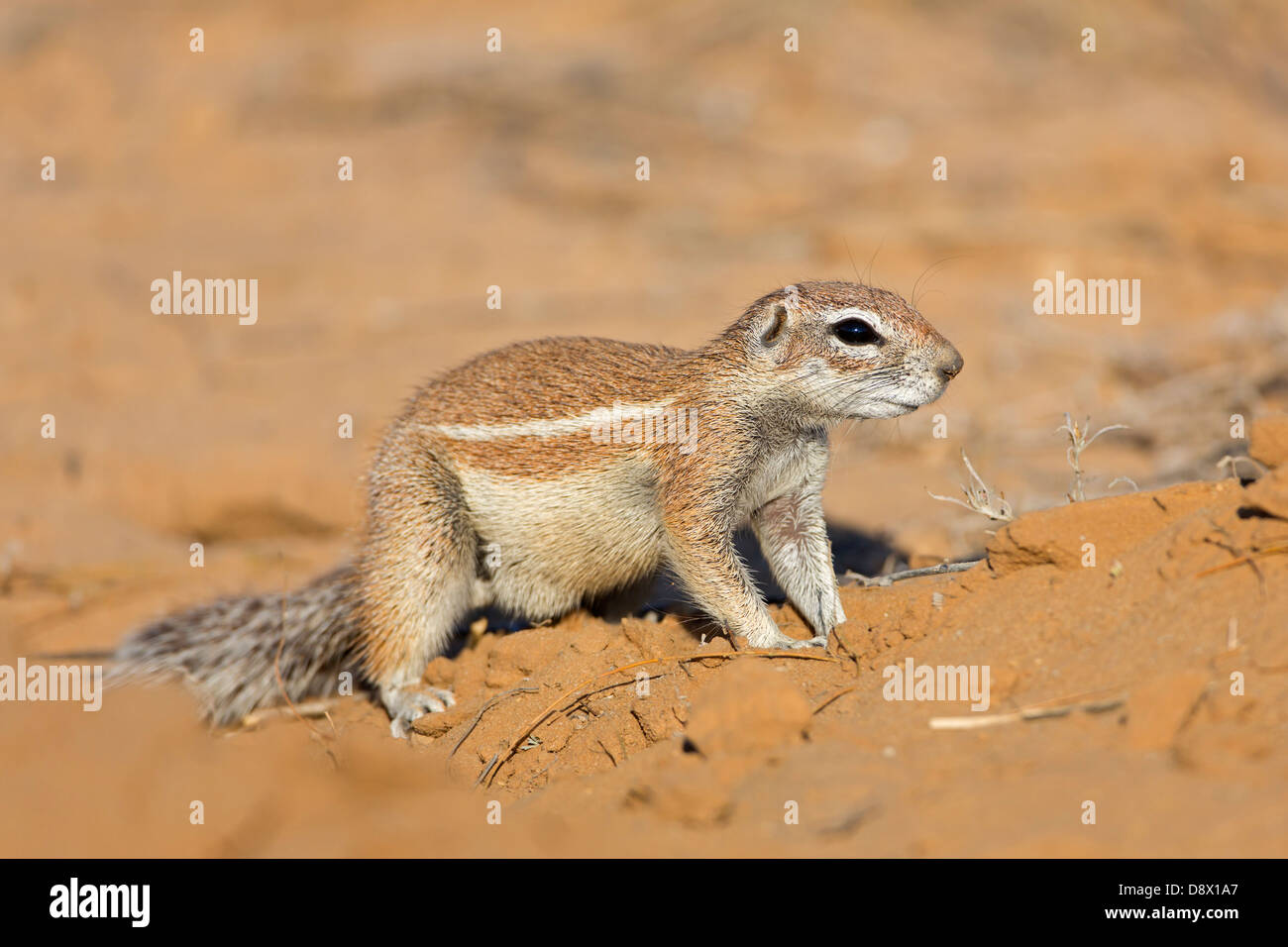 Kap-Borstenhörnchen, Kap-Borstenhörnchen Xerus inauris Stockfoto